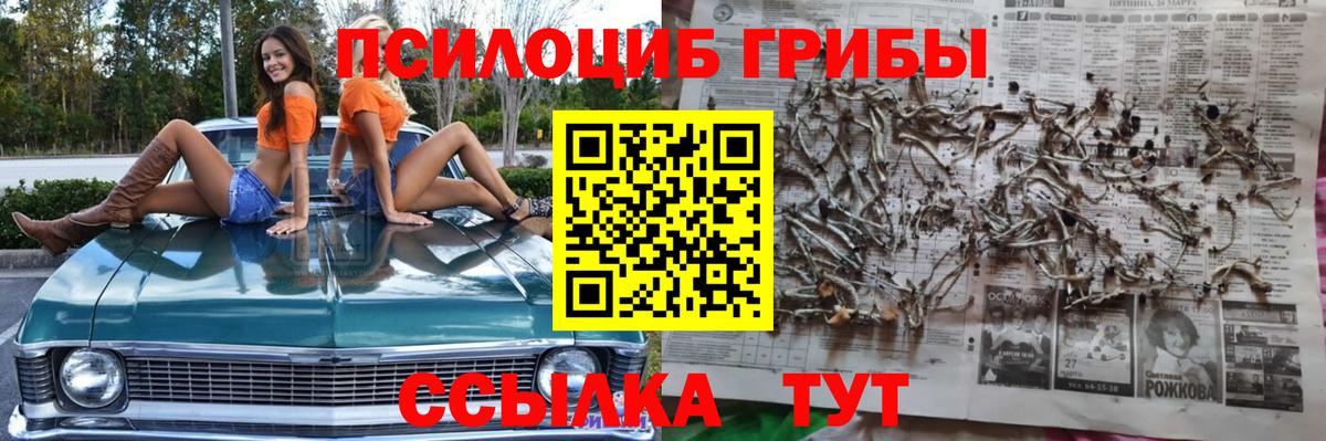 Камышин  Псилоцибиновые грибы Psilocybine cubensis  Вход с VPN 