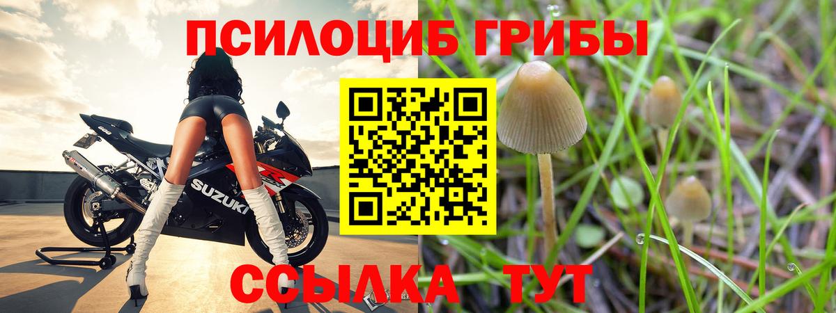 Галлюциногенные грибы Cubensis Камышин